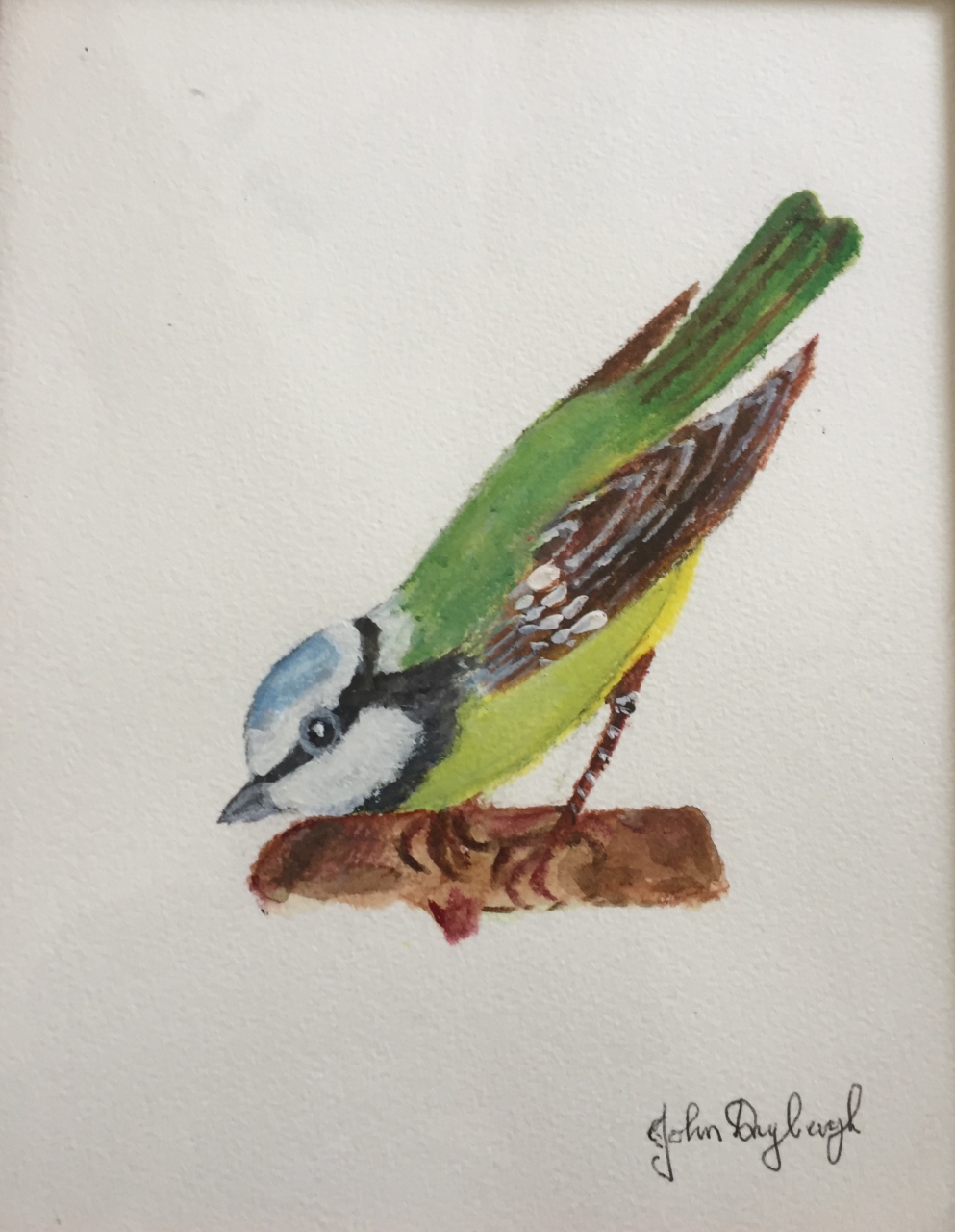 Picture of Bluetit 1 by John Dryburgh