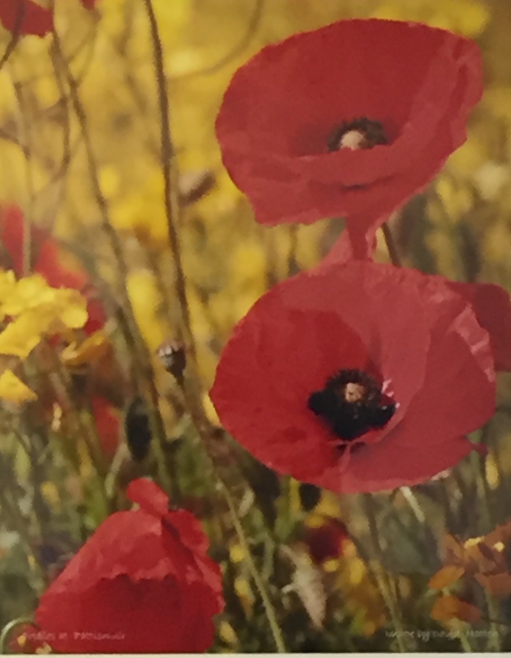 Picture of Poppies 3 by David Hatton