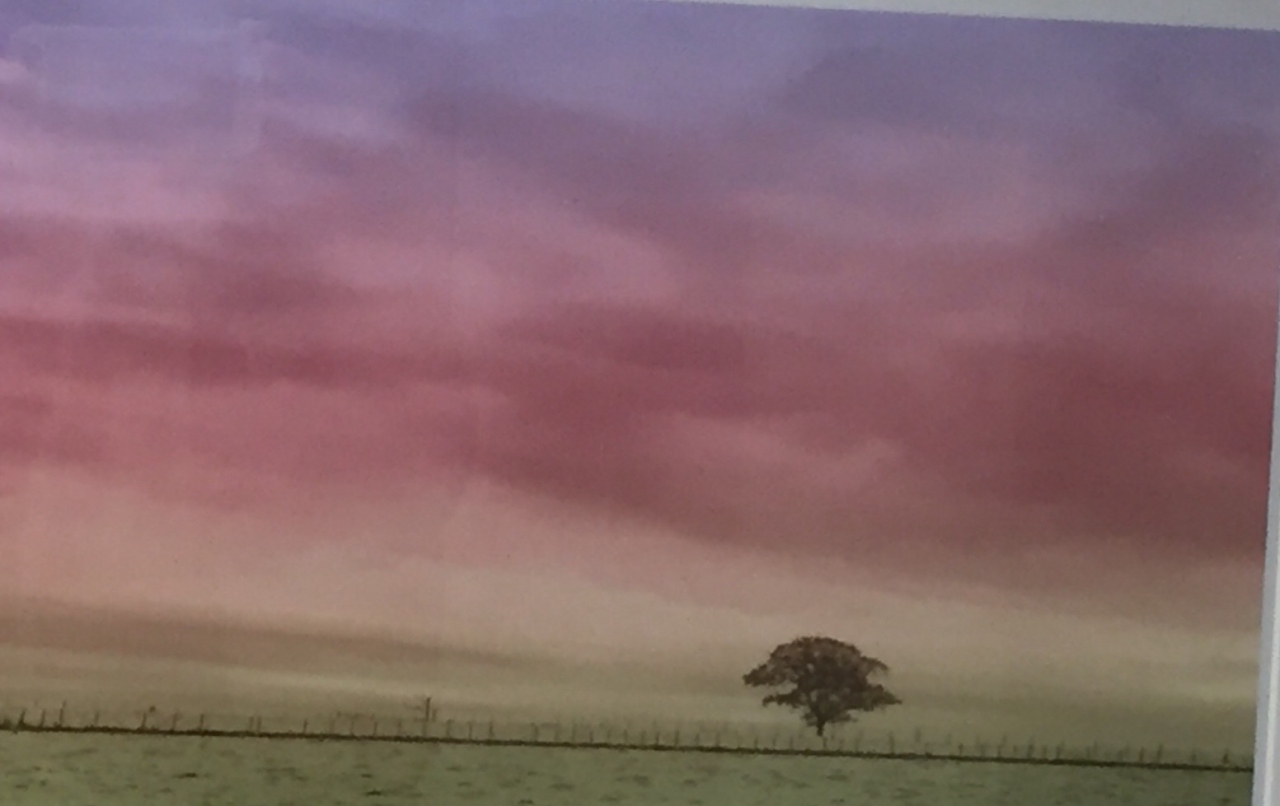 Picture of Lone Tree at Woodlands Farm by David Hatton