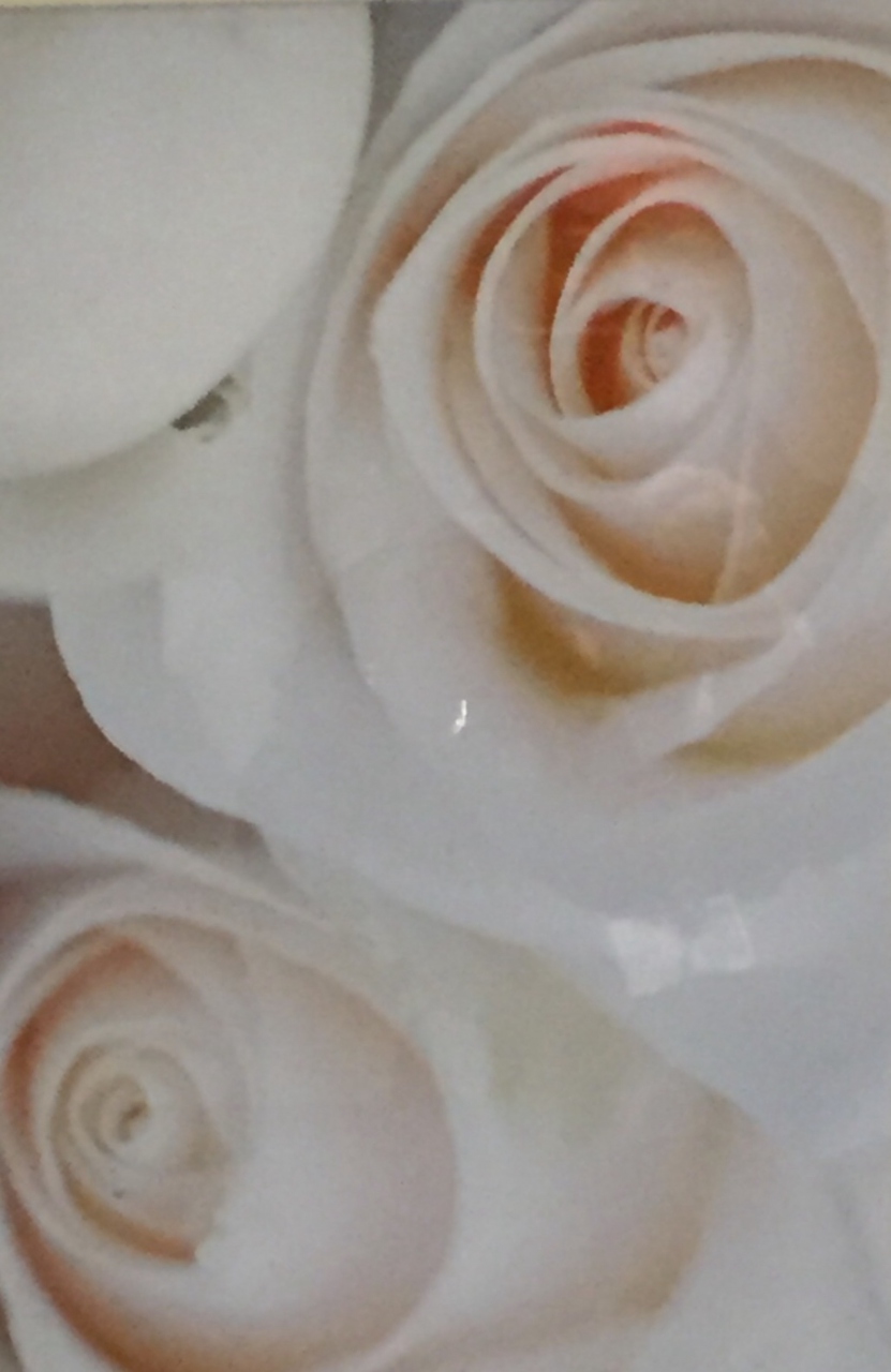 Picture of White Rose 3 by Suzanne Black