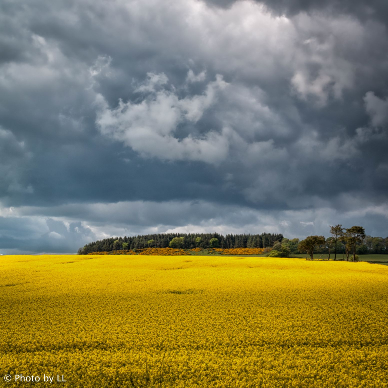 Picture of Roadside by Laurence Li