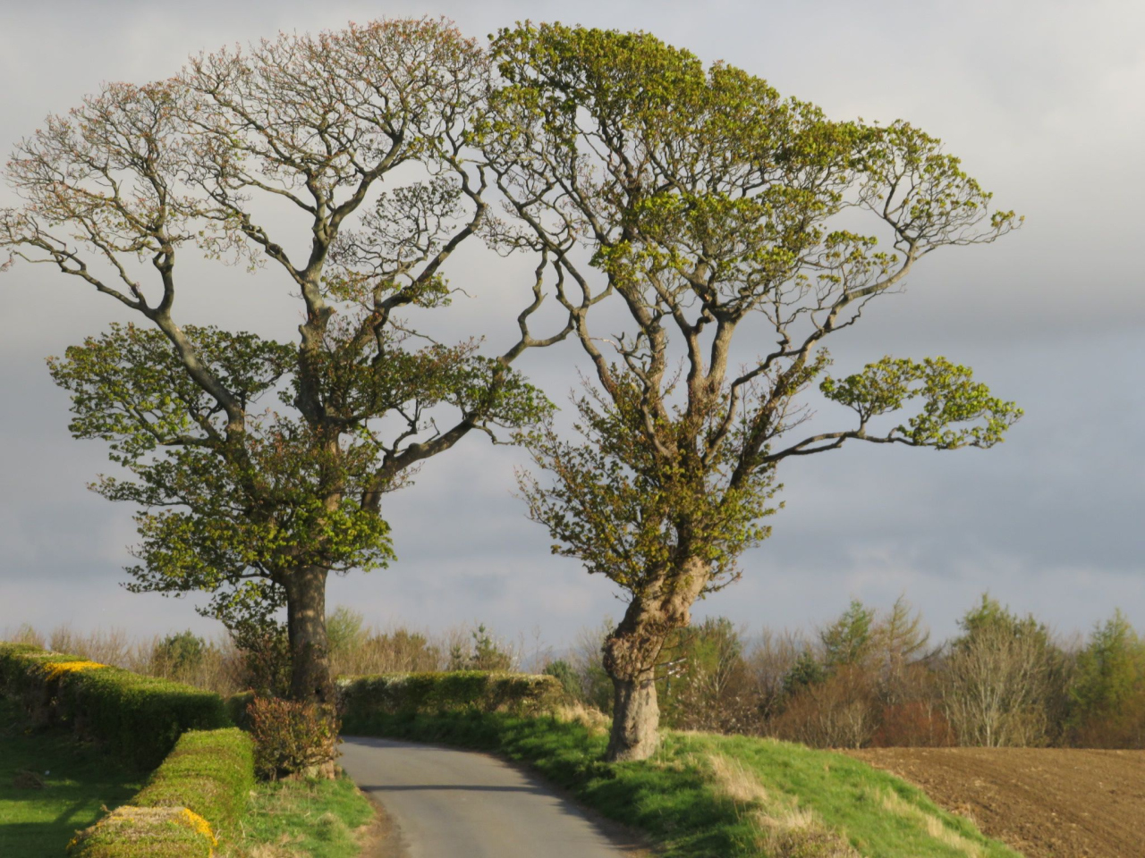 Picture of Trees by Ashleigh Paterno