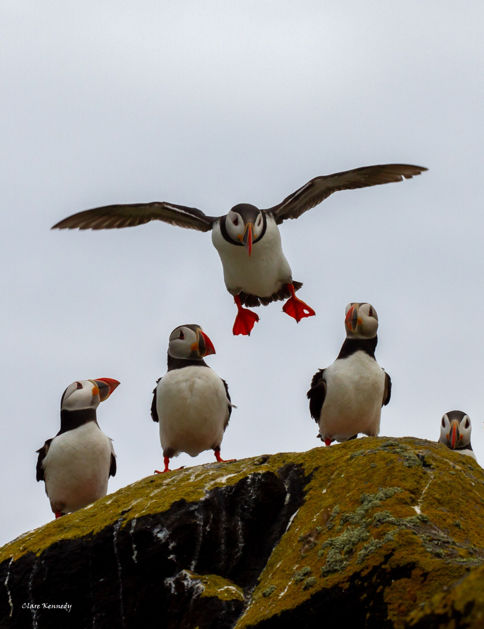 Picture of Puffins by Claire Kennedy