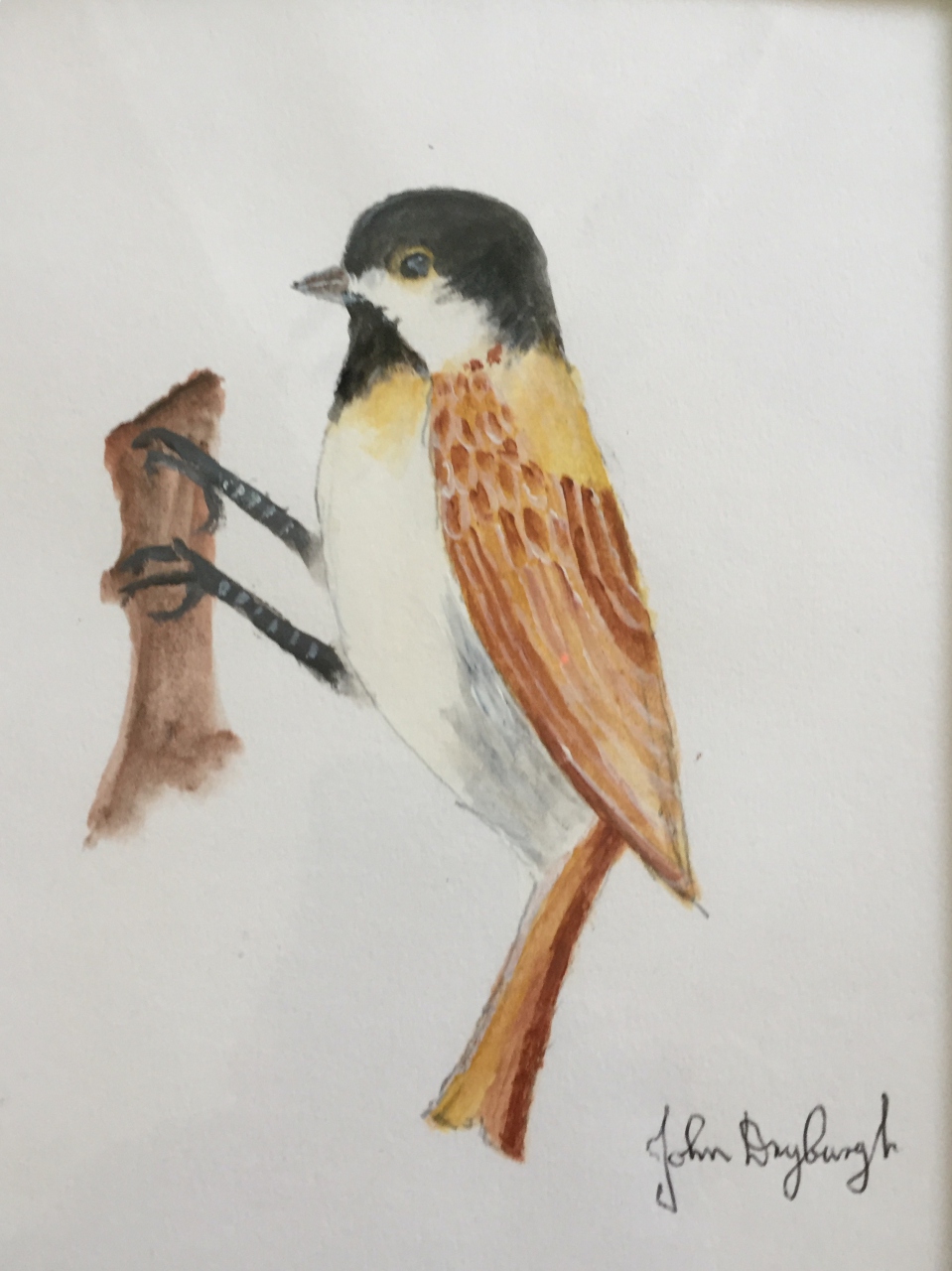 Picture of Bird 10 by John Dryburgh