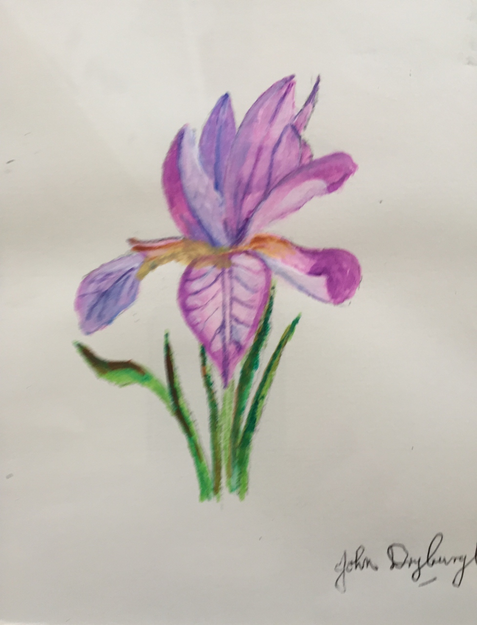 Picture of Purple Iris by John Dryburgh