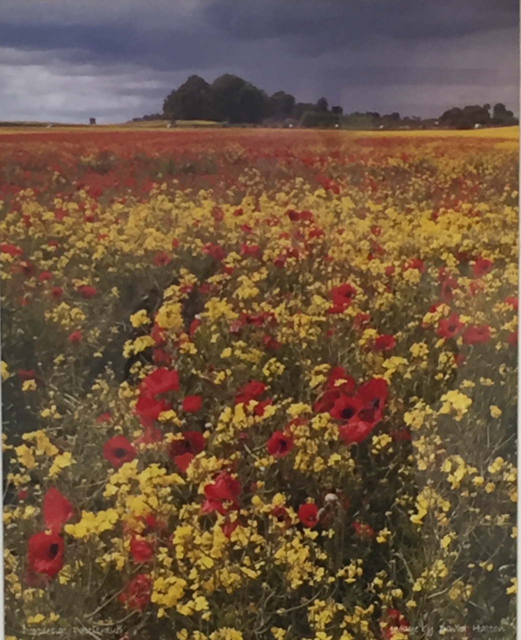 Picture of Poppies 1 by David Hatton