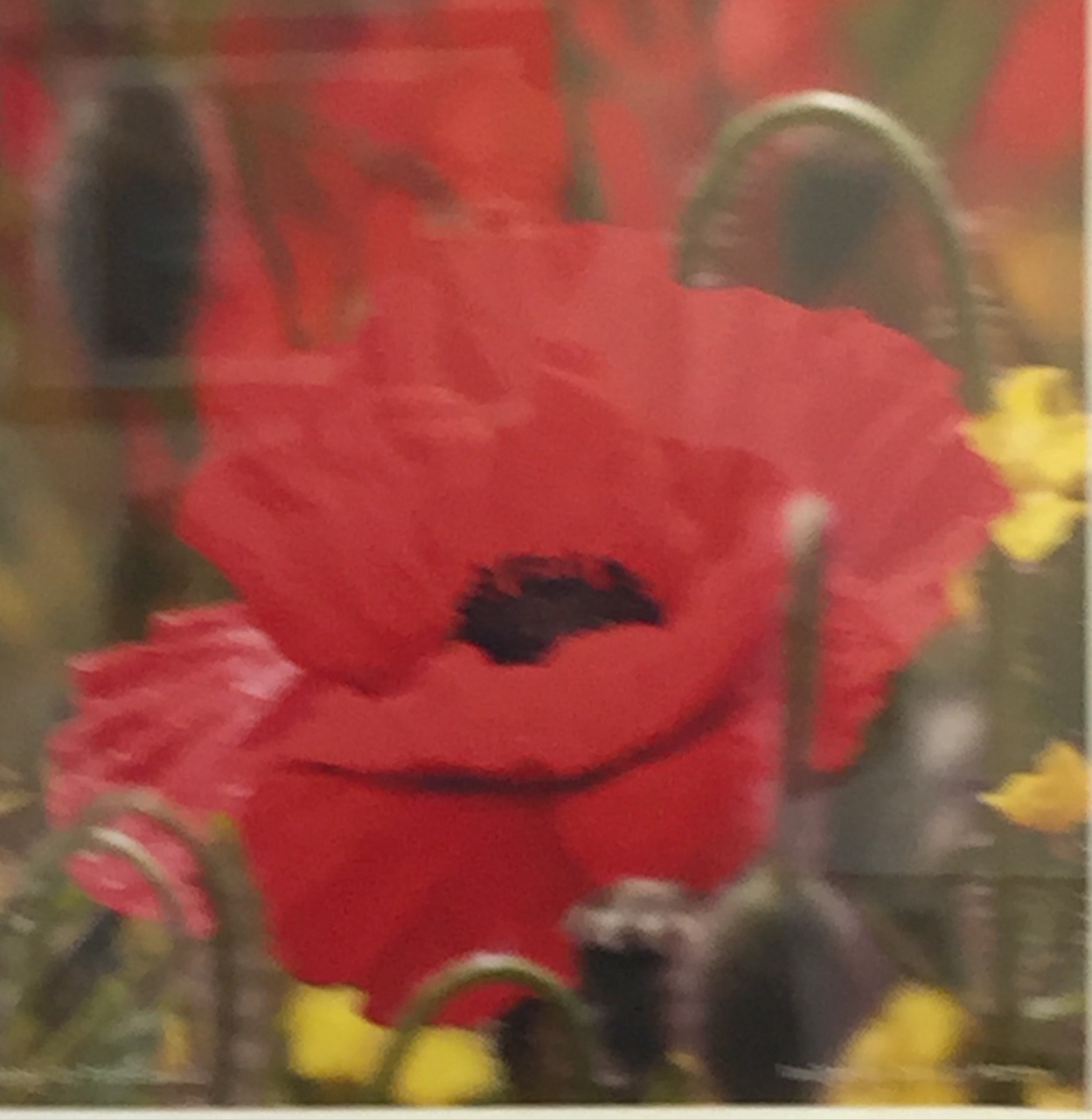 Picture of Poppies 2 by David Hatton