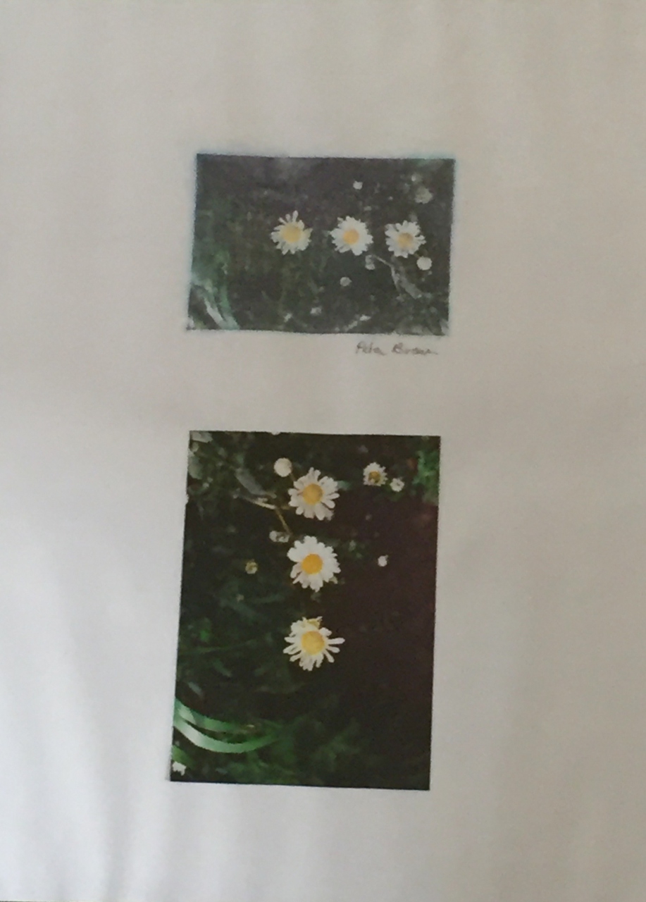 Picture of Daisies by Petra Brown