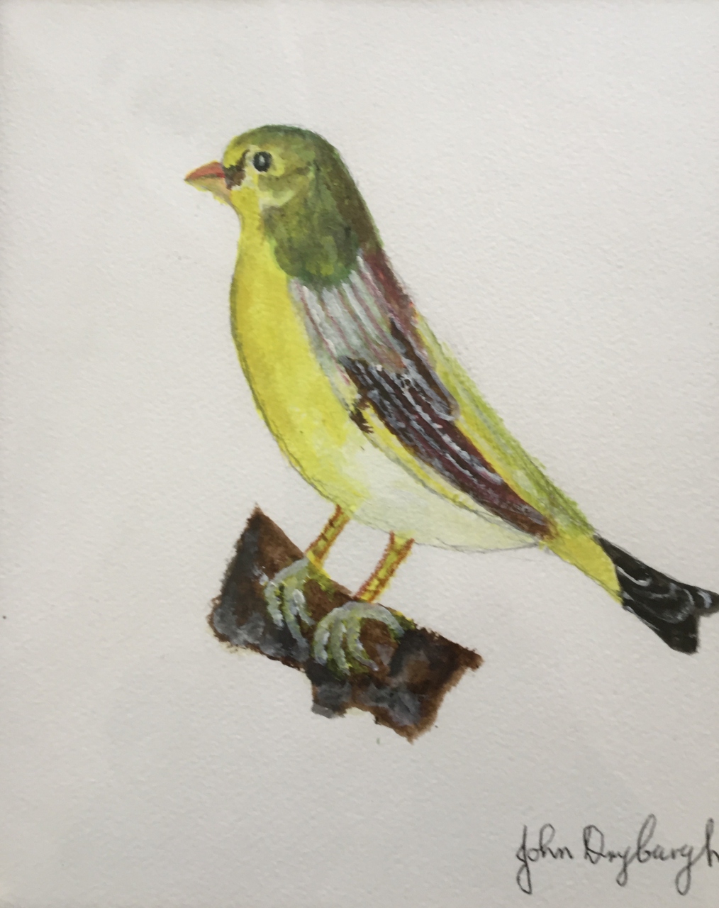 Picture of Bird 1 by John Dryburgh