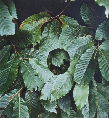 Picture of Sweet Chestnut Leaf Hole by Andy Goldsworthy