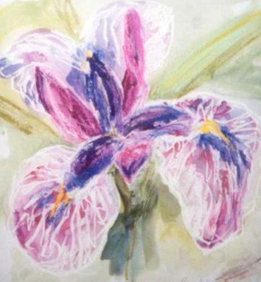 Picture of Iris by Ruth MacDonald