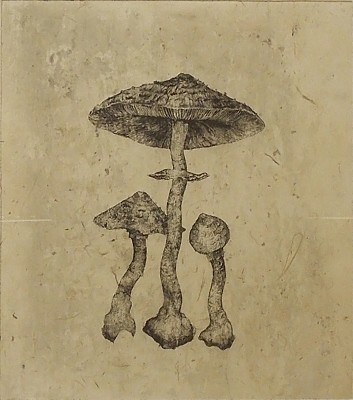 Picture of Parasol Mushrooms by Sandra Baxter