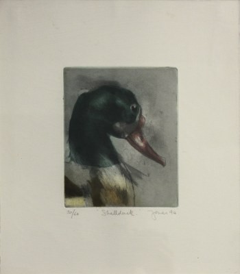 Picture of Shell Duck by James Jones