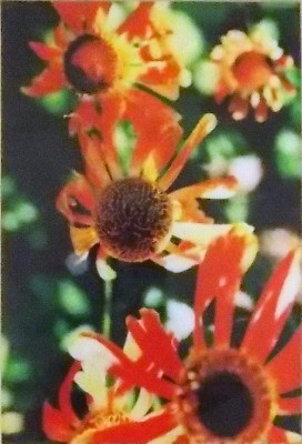 Picture of Orange Daisy by Eleana Harper