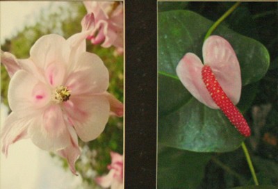 Picture of Pink Tropical Flowers by Eleana Harper