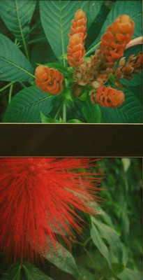 Picture of Details of Tropical Plants by Eleana Harper