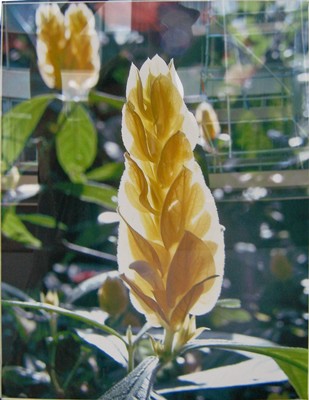 Picture of Yellow Plant/Flower by Suzanne Black