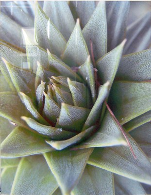 Picture of Cacti bud detail by Suzanne Black