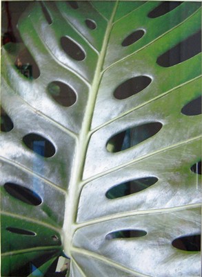 Picture of Detail of Plant Leaf I by Suzanne Black