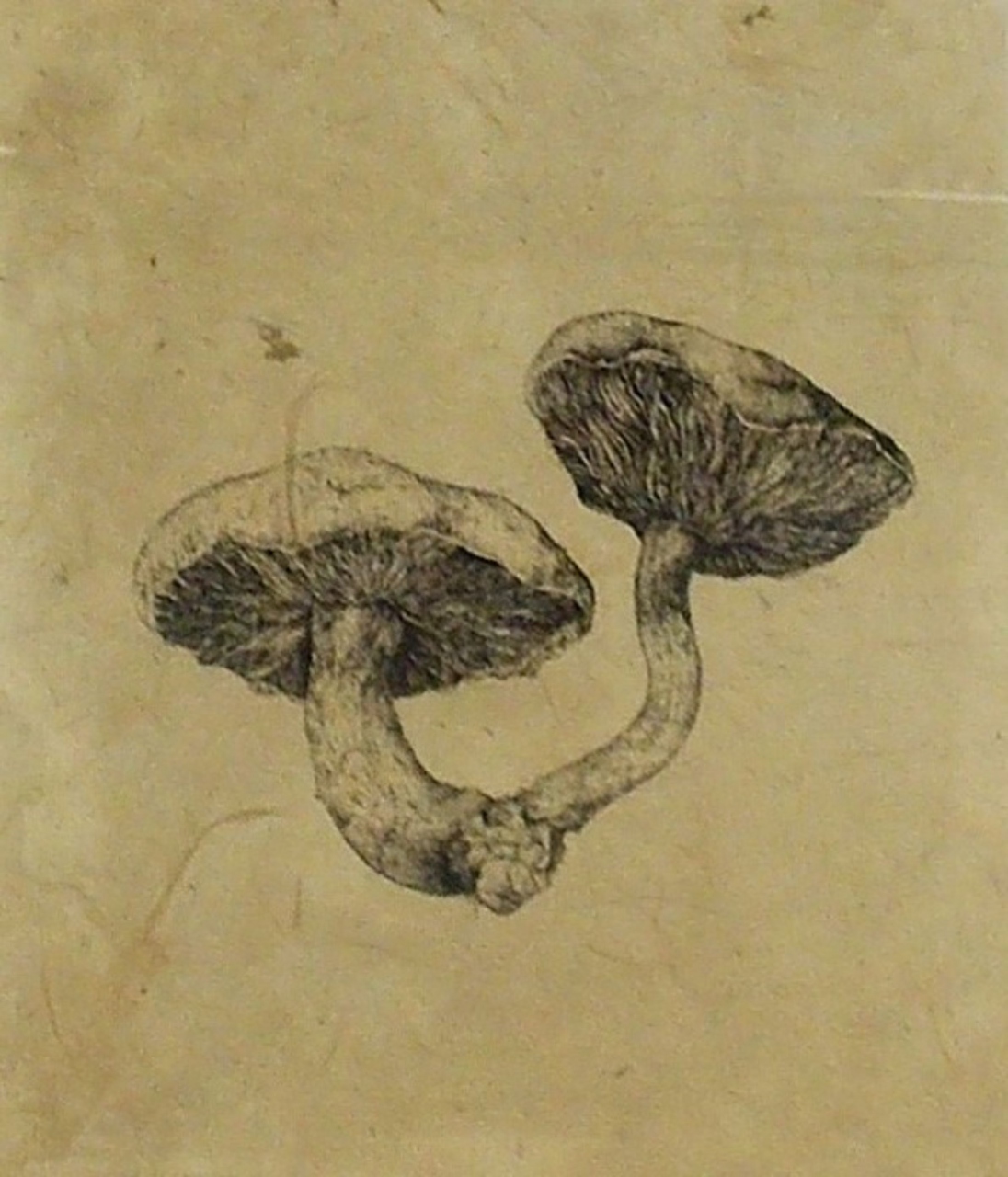 Picture of Field Mushrooms by Sandra Baxter