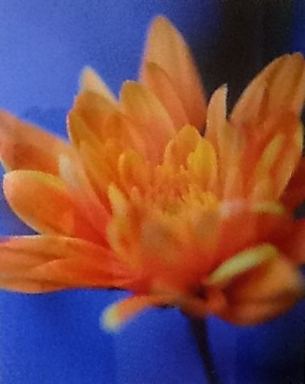 Picture of Orange Chrysanthemum by Suzanne Black