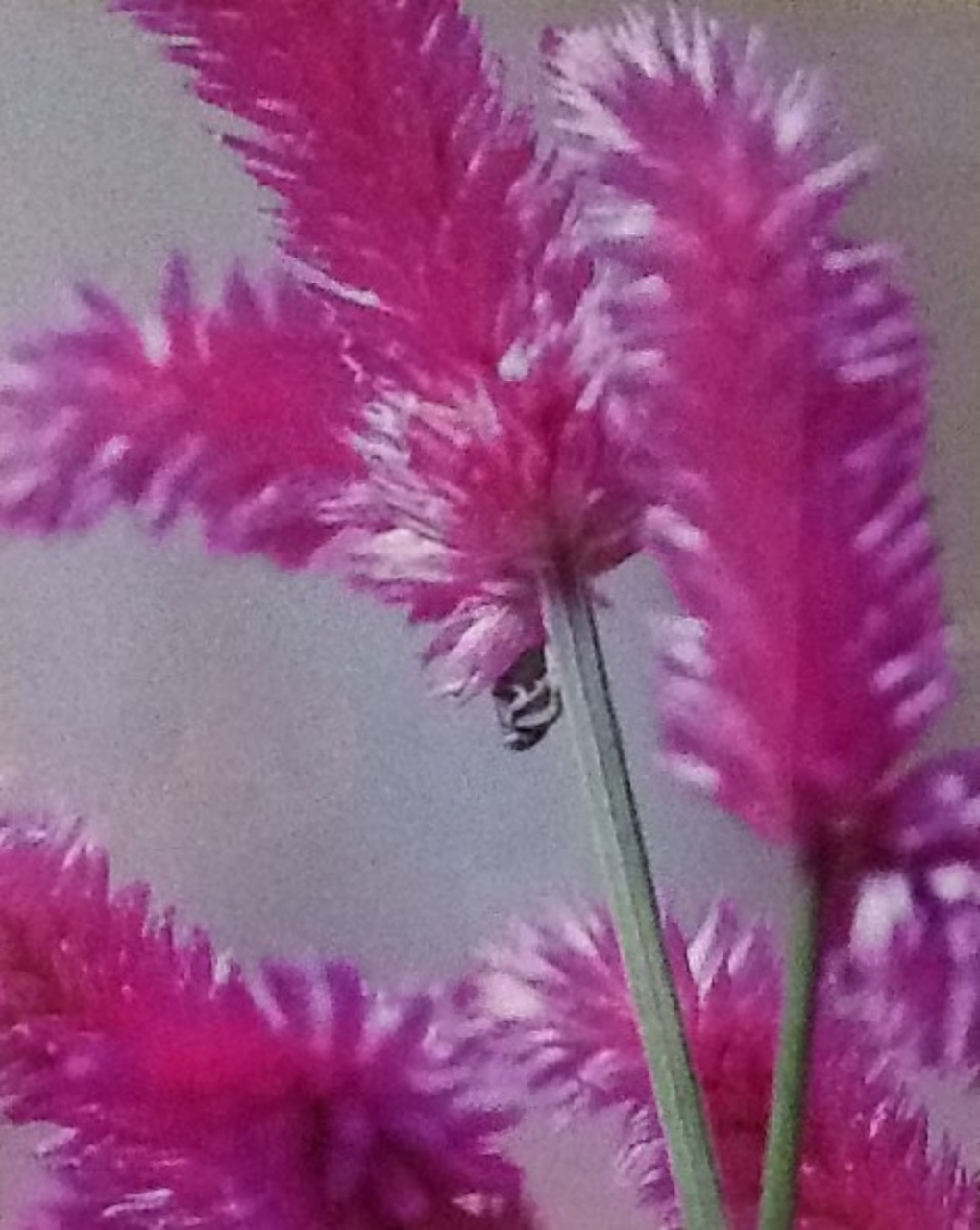 Picture of Pink Flower I by Suzanne Black