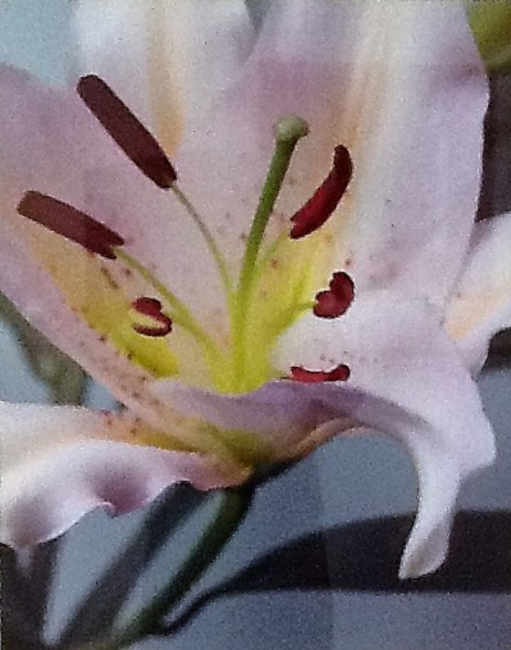 Picture of Pink Lily by Suzanne Black