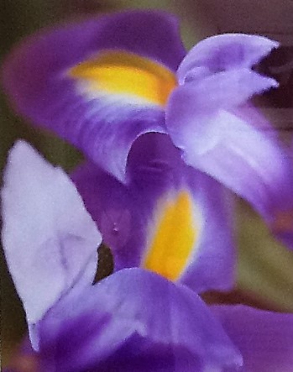 Picture of Purple Irises by Suzanne Black