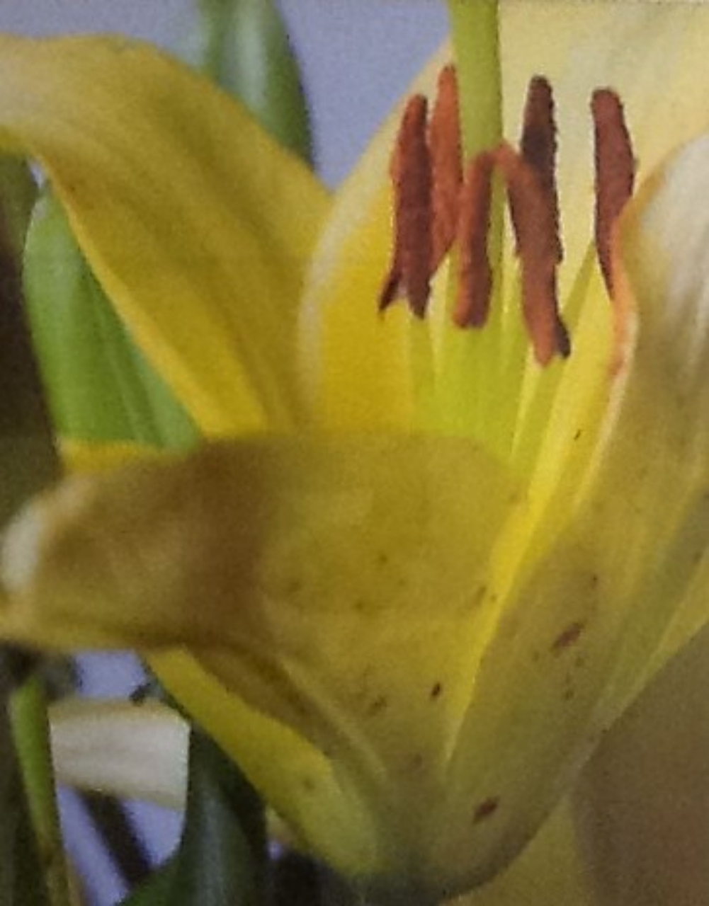 Picture of Yellow Lily by Suzanne Black