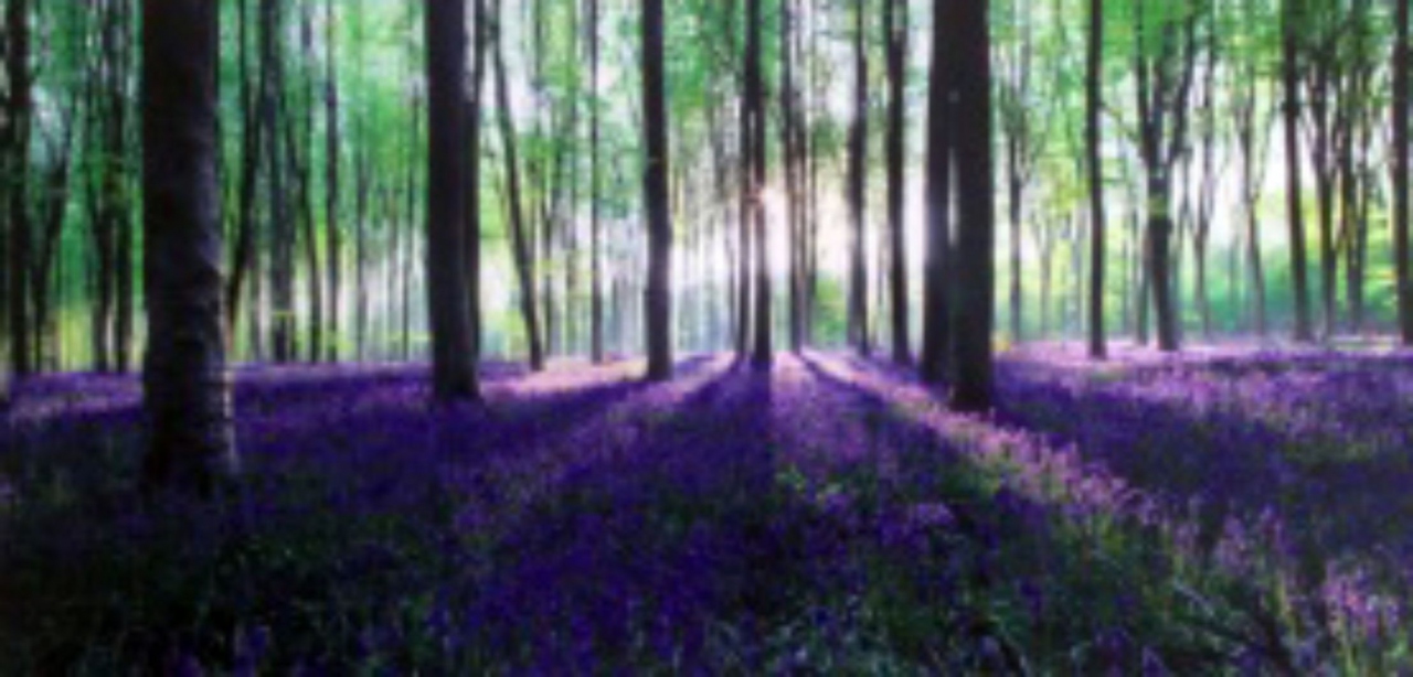 Picture of Bluebell Wood by Artist Unknown