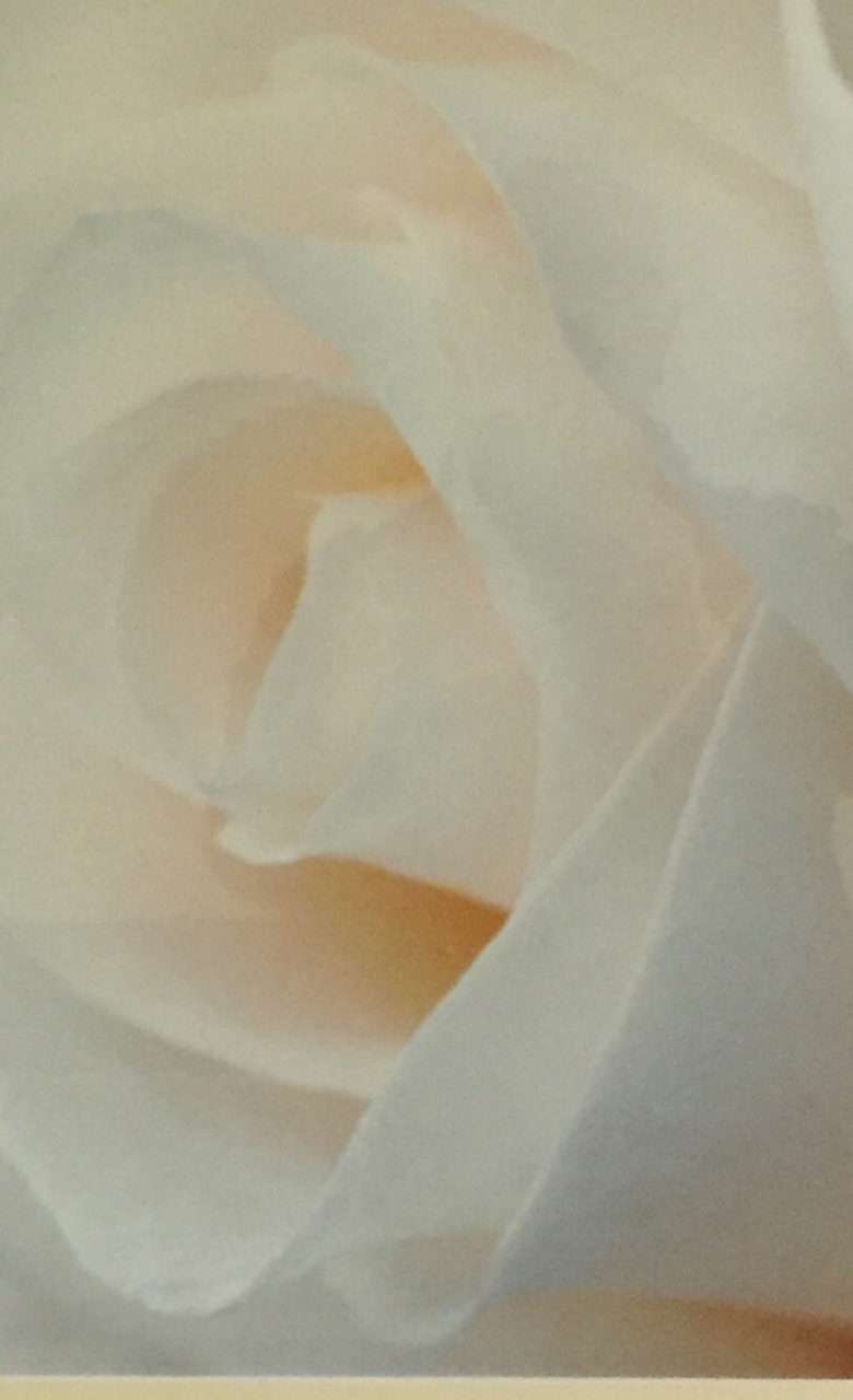 Picture of White Rose 2 by Suzanne Black