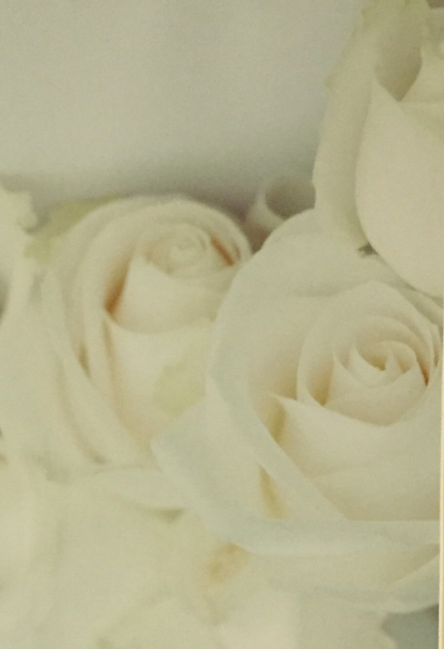 Picture of White Rose 1 by Suzanne Black