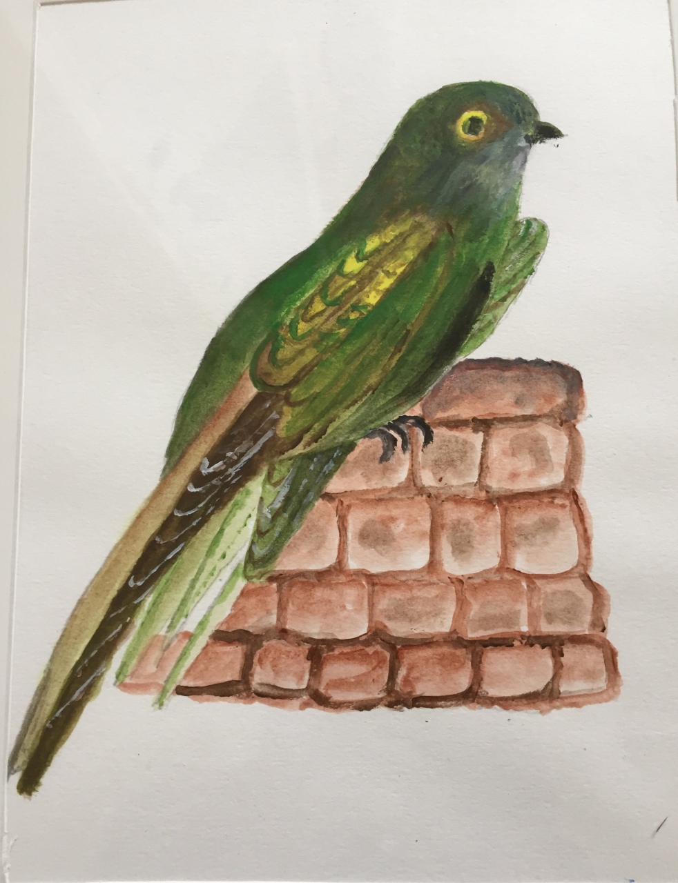 Picture of Green Parrot by John Dryburgh