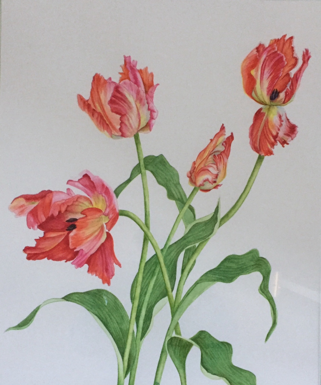 Picture of Parrot Tulips by Cheryl D Brain