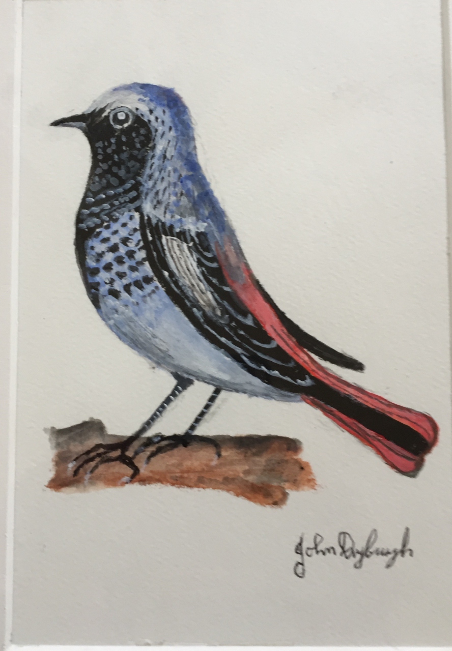 Picture of Bird 4 by John Dryburgh