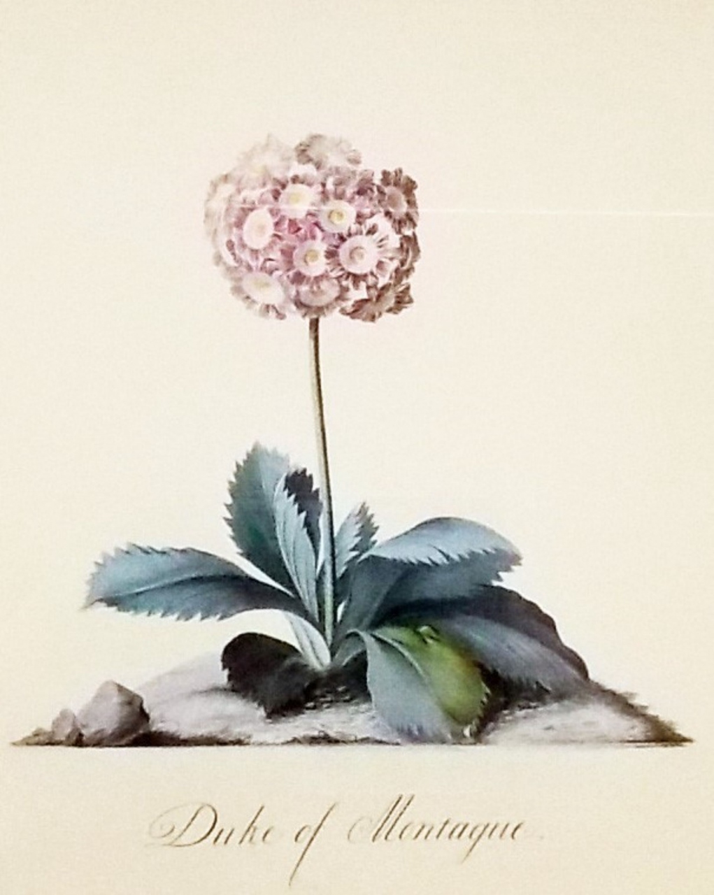 Picture of Auricula – Duke of Montague, Watercolour by Georg Dionysius Ehret