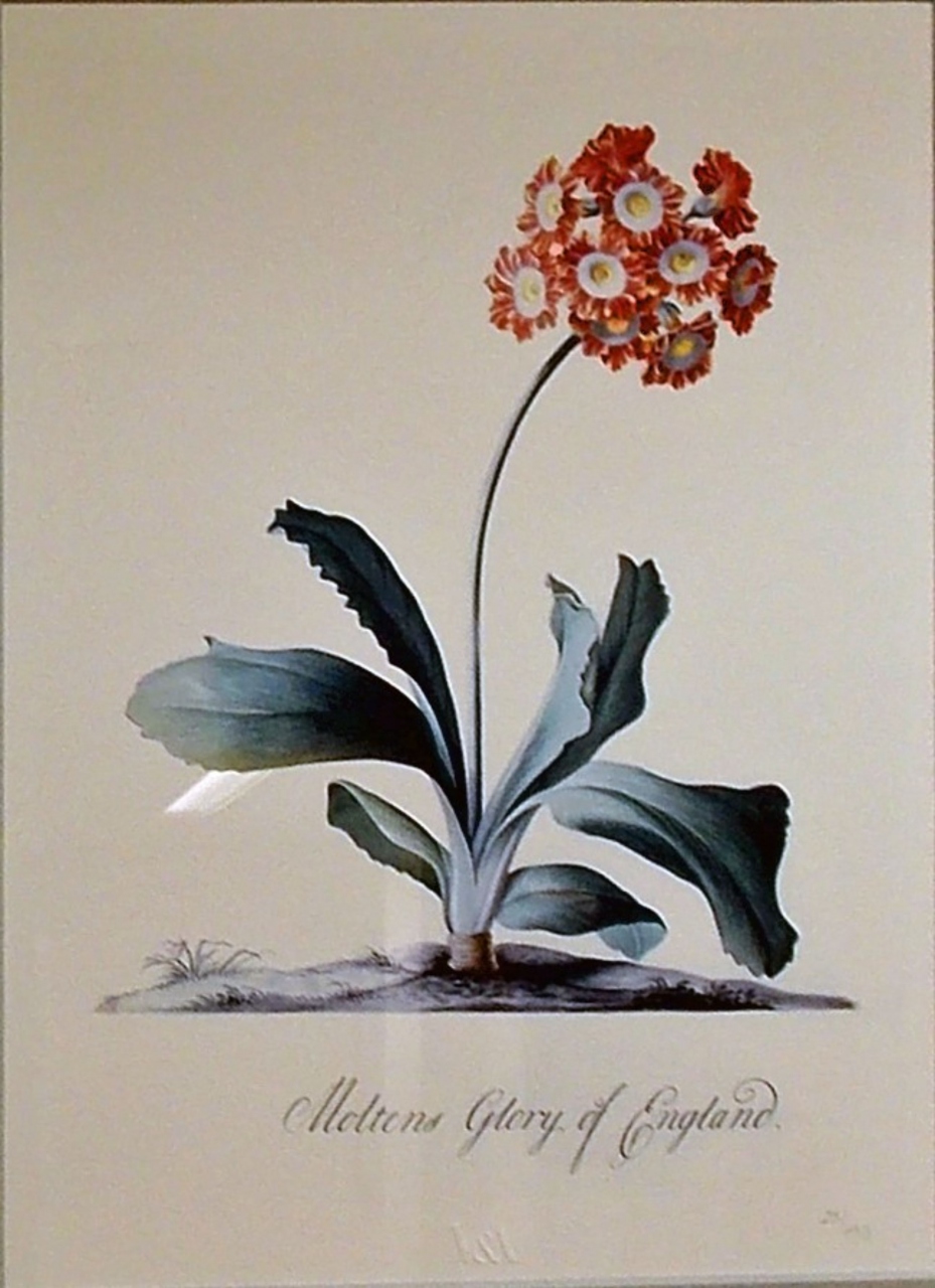 Picture of Auricula – Moltens Glory of England by Georg Dionysius Ehret