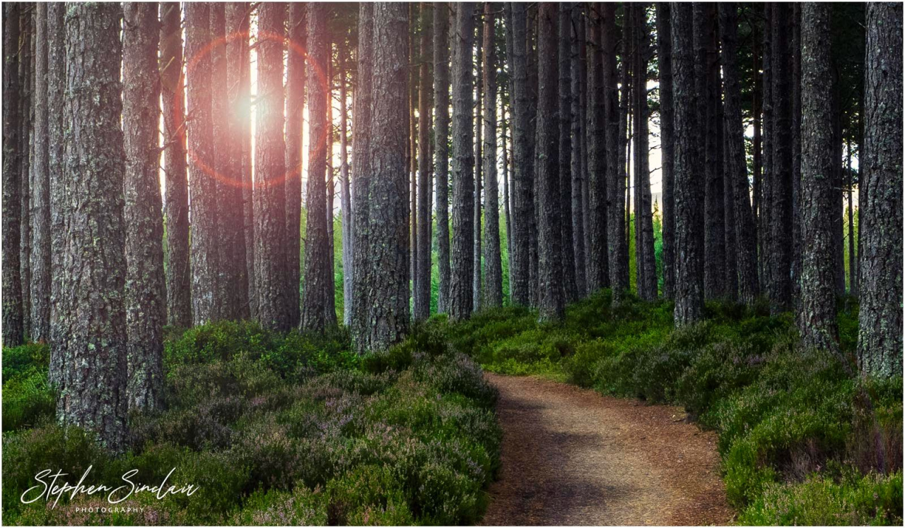 Picture of Forest Path by Stephen Sinclair