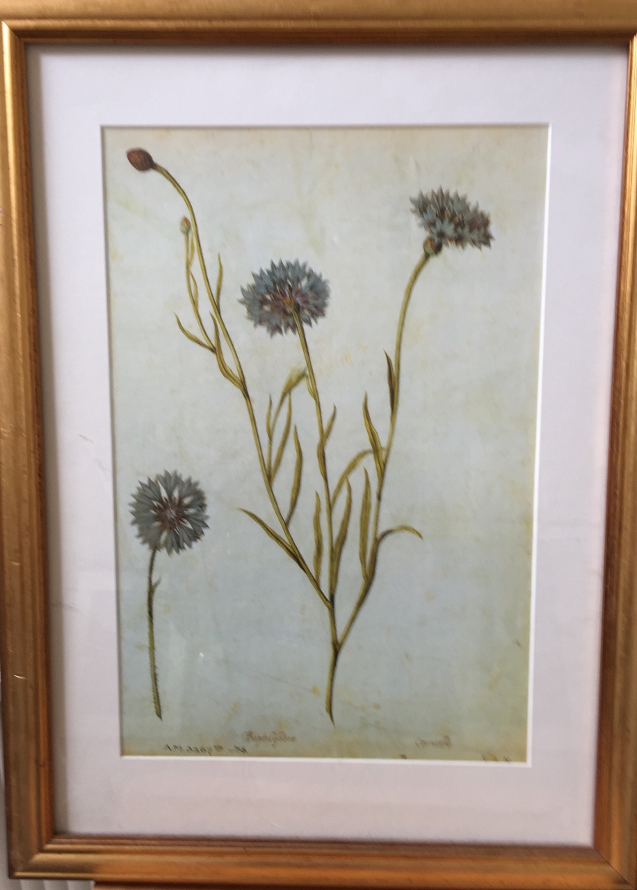 Picture of Cornflowers by Artist Unknown