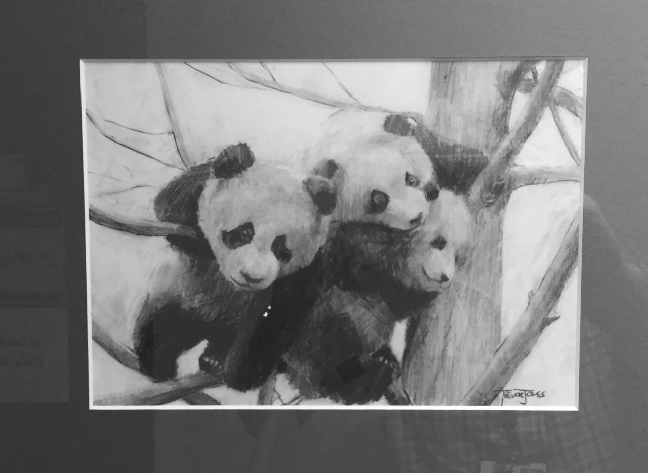 Picture of Pandas by Trevor Jones