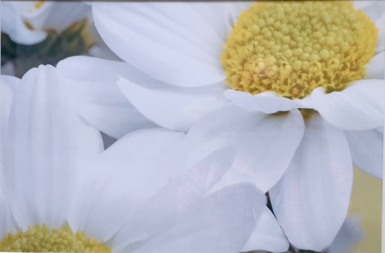 Picture of White Daisy 2 by Suzanne Black