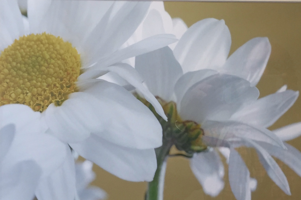 Picture of White Daisy 3 by Suzanne Black