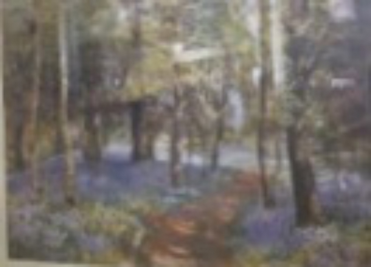 Picture of Bluebell woods by E Watts