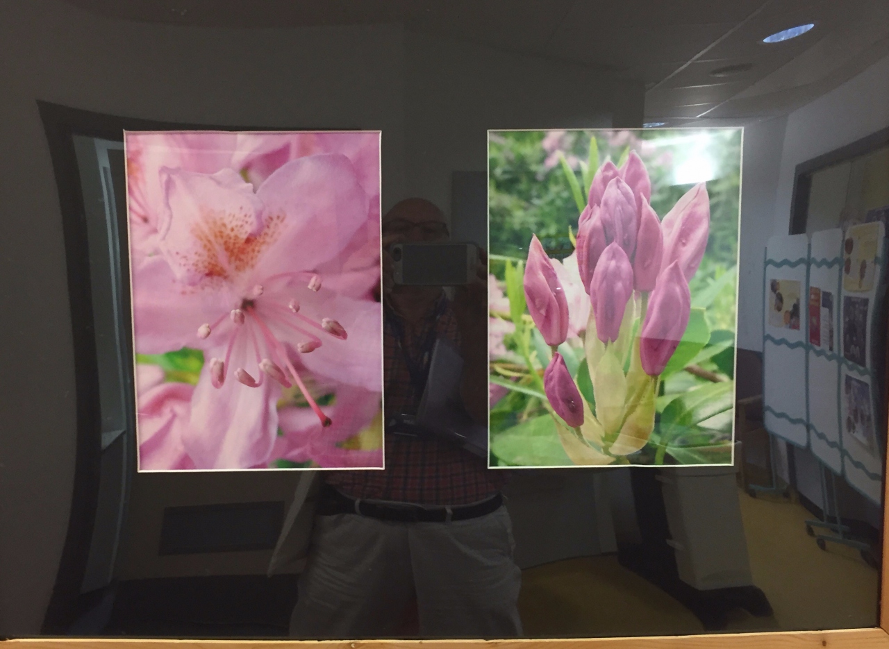 Picture of Rhododendrons by Eleana Harper