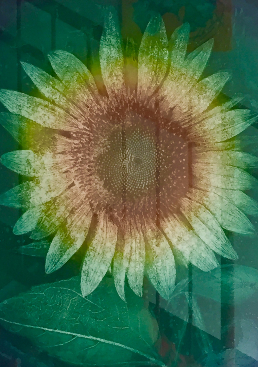 Picture of Helianthus by Fiona Watson