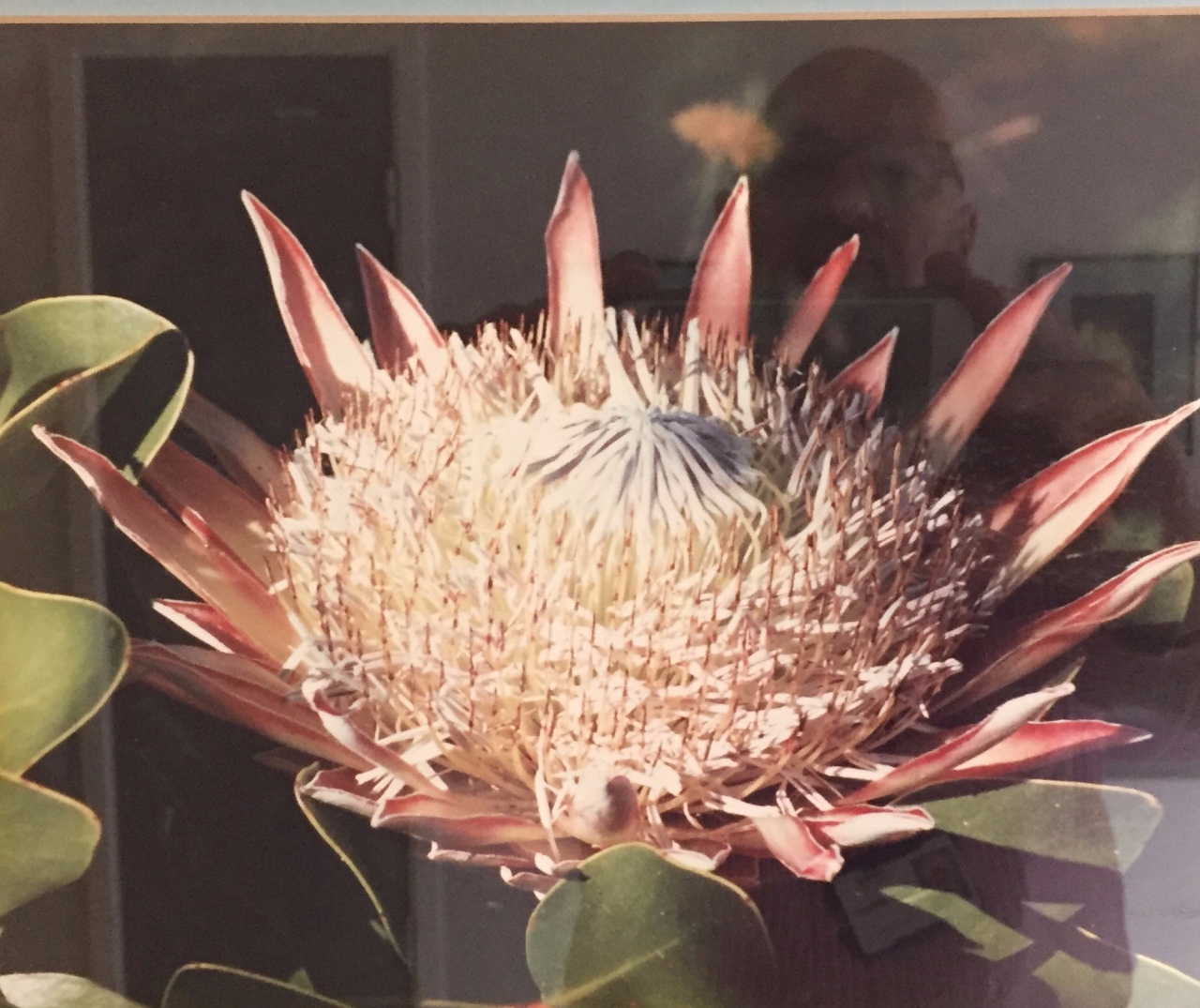 Picture of The Protea - The Flower of South Africa by Ivan Brenkle