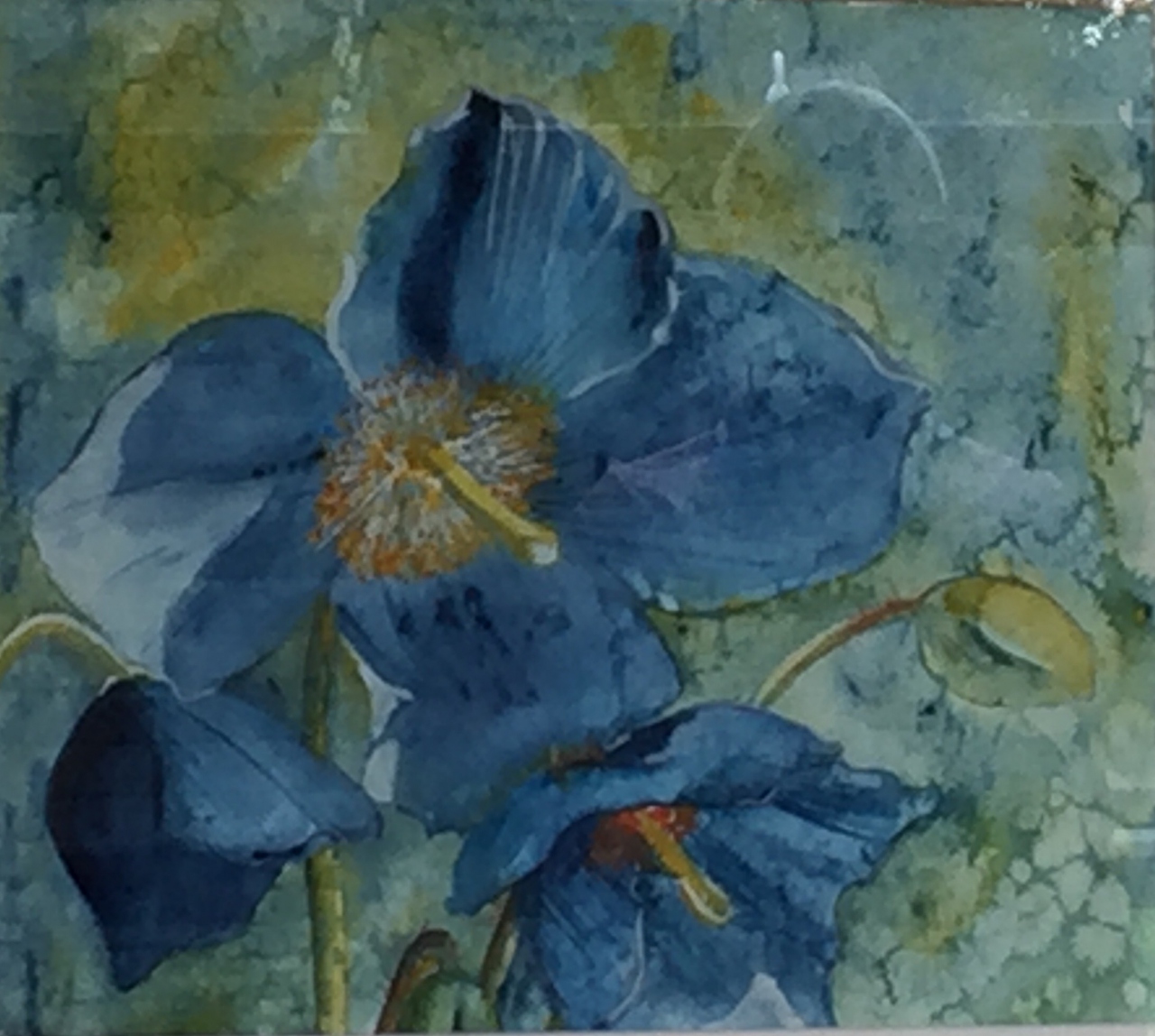 Picture of Meconopsis by Jennifer Reid