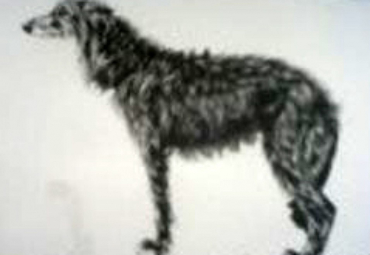 Picture of Large Dog by A Brunwell