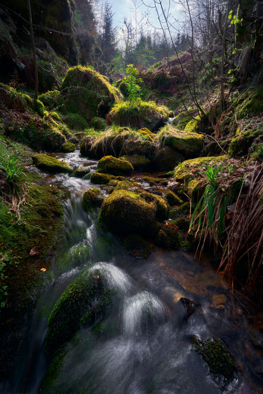 Picture of Maspie Den by Richard Bauld