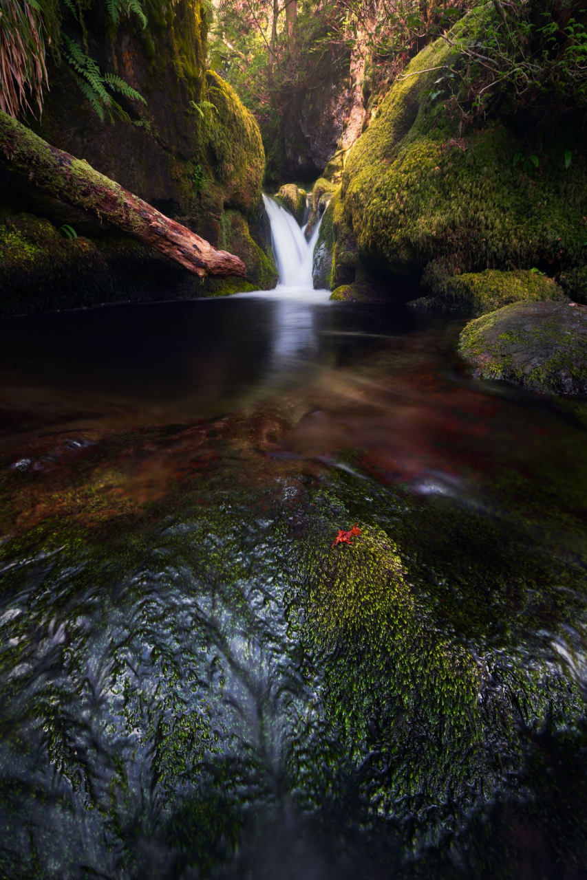 Picture of Glen In Spring by Richard Bauld